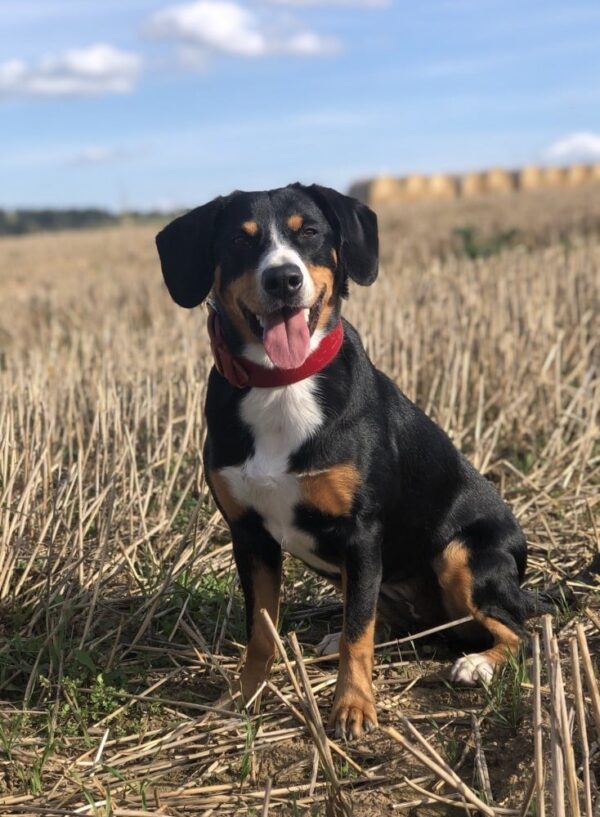 Obojek červený Roso - fc8e7e1c6dbd72cfcec955aa0