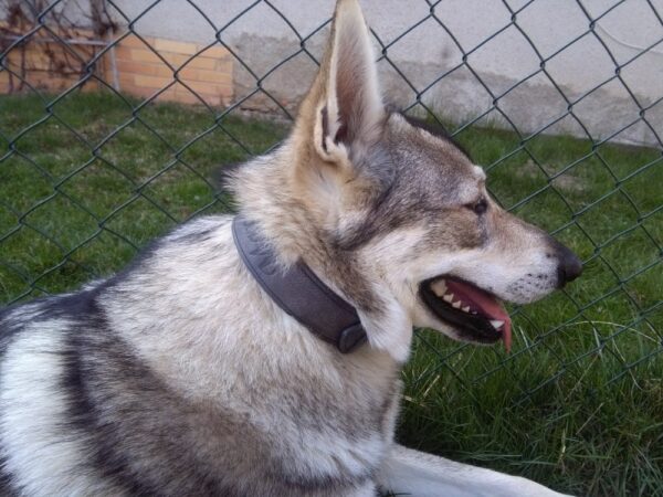 Šedý obojek prošívaný - fd05ac804f460363ecd95886c