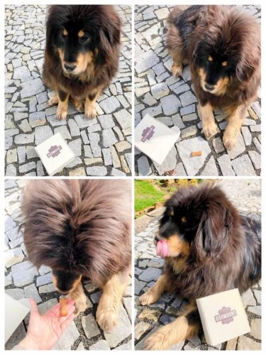 Kožený obojek černý Uno Scuro photo review