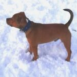 Obojek pro psa oceánová modrá photo review