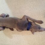 Obojek pro psa oceánová modrá photo review