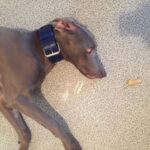 Obojek pro psa oceánová modrá photo review