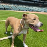 Krásný obojek pro psy Duo Biange photo review