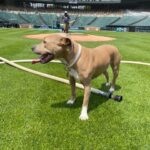 Krásný obojek pro psy Duo Biange photo review