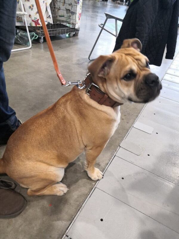 Kožené vodítko zaoblené - 0965f08c23cbcba7861d0f071