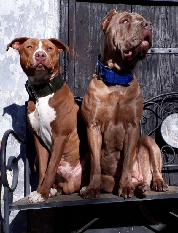 Luxusní kožený obojek zelený Caciato - 0cb879cccd01a8aa242185b3d