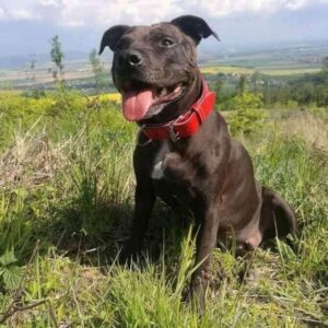 ♥ obojek pro Ellie♥