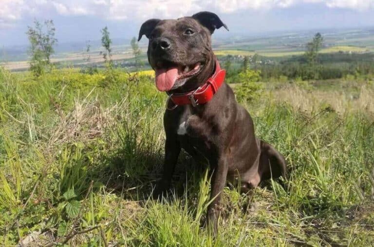 ♥ obojek pro Ellie♥