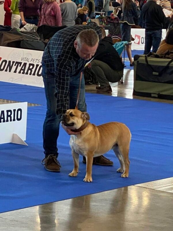 Kožený hnědý obojek pro psa Extra Vecio - 31cc23b2098755c414f124b85