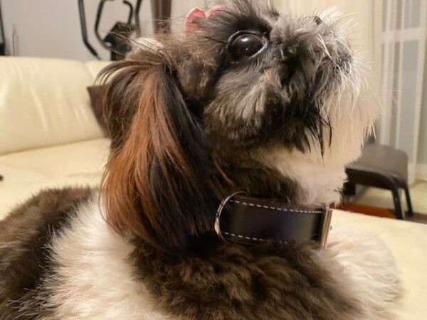 Obojek hnědý & bílý - 4baef3fd5aaf4fc41fc5d6c83