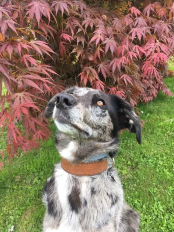 Kožený hnědý obojek pro psa Extra Vecio - 4c6045d2dee5f12820f1736fd