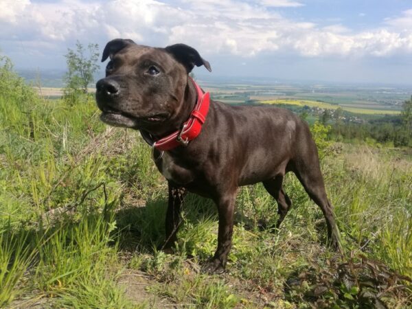 ♥️ Obojek pro Ellie ♥️ - 569c2a13de0da57cfff104a39