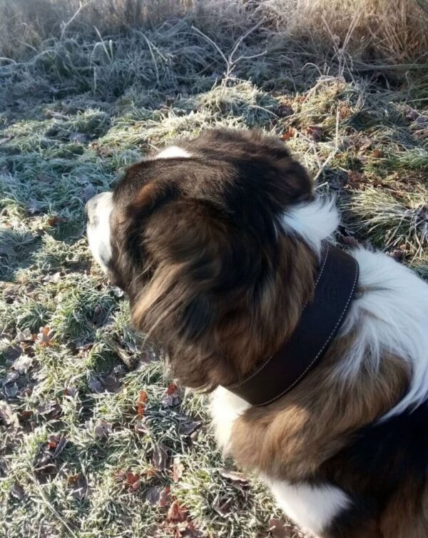 Kožený obojek pro psy Extra Legoso - 571af551c36466cf5cf8c58be