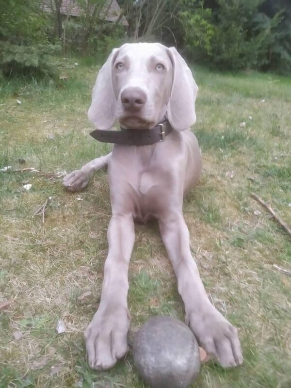 Kožený šedý obojek Extra Glauce - 62a45a48f35a0b79b39459830