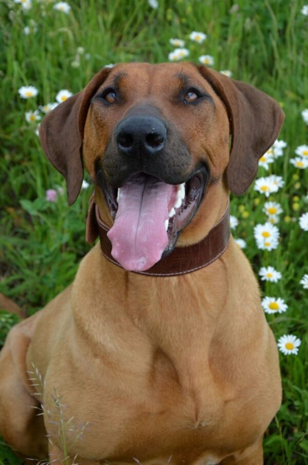 Kožený hnědý obojek pro psa Extra Vecio - 6bf7bddba25fc43efca8a38fc