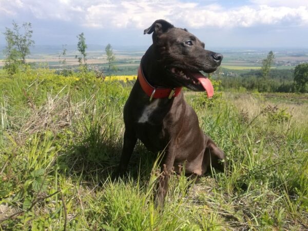 ♥️ Obojek pro Ellie ♥️ - 7c1086a7c46449eb865a53556