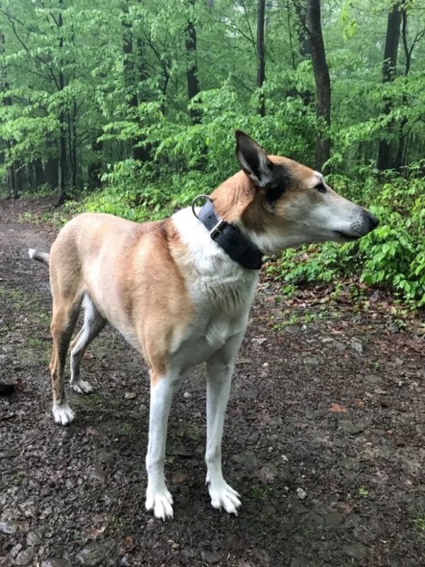 Kožený šedý obojek Extra Glauce - 84f0f533d783c6a0ebc8355a8