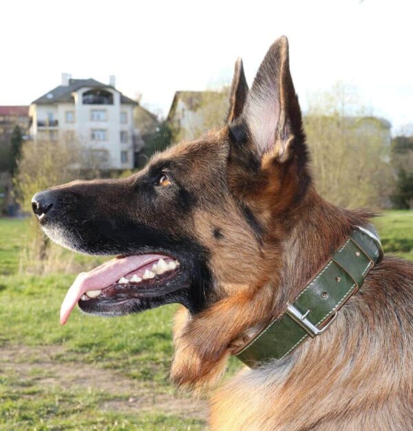 Luxusní kožený obojek zelený Caciato - 98e76892dd9fc3c2f42321980