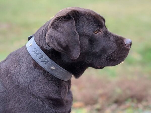 Kožený šedý obojek Extra Glauce - 9a64665f49d9cbdf5e30e5c43