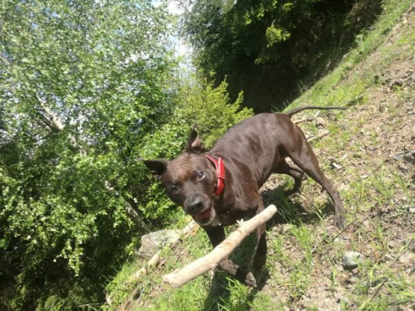 ♥️ Obojek pro Ellie ♥️ - a02e89589740e1311cce08f05