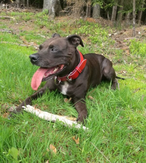 ♥️ Obojek pro Ellie ♥️ - c00cc11f2a0e448f0dc01ece0