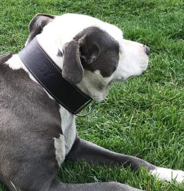 Obojek hnědý & bílý - c538cf4e1efc0e4544ee64a36