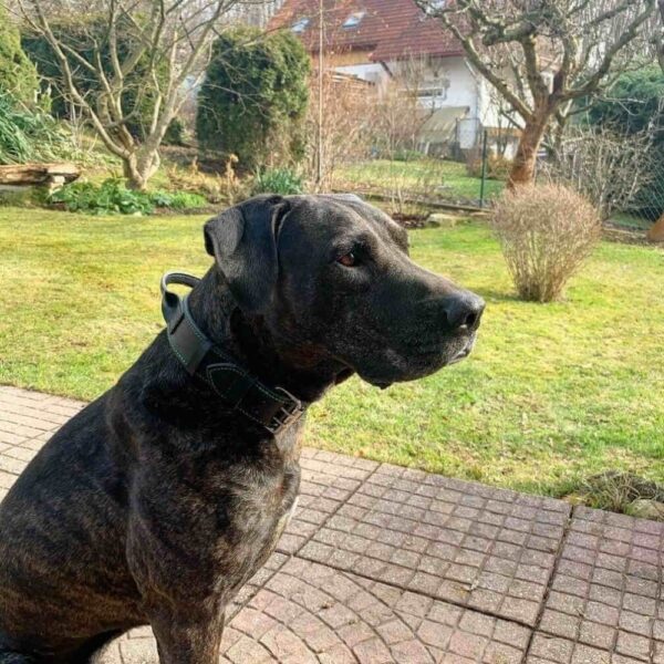 Obojek s úchytem - c79bc132731caef6c8d114e81