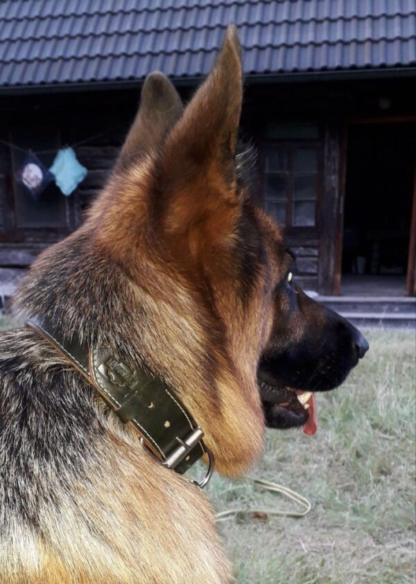 Luxusní kožený obojek zelený Caciato - d20f1422b48732ce3e38dbc4d