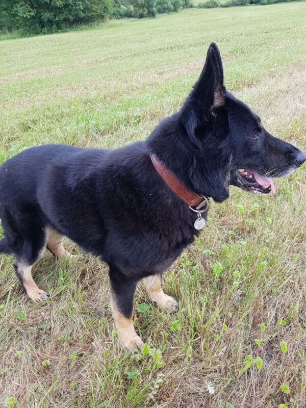 Kožený hnědý obojek pro psa Extra Vecio - d9459d2e40a1b0f456f45757e