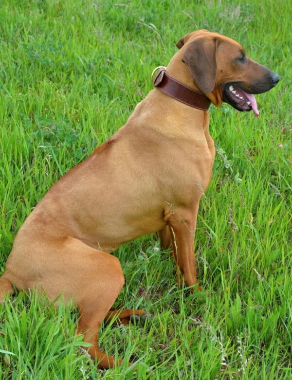 Kožený hnědý obojek pro psa Extra Vecio - deec4911d862391e670fa734c