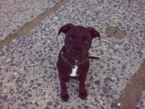 Elli a první kožený obojek pro pitbula - 05e810c7b8fbb633456ef0241 Elli a první kožený obojek pro pitbula - 05e810c7b8fbb633456ef0241