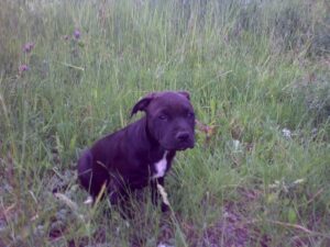 Elli a první kožený obojek pro pitbula - 0cc78b530542fd719bf0127af Elli a první kožený obojek pro pitbula - 0cc78b530542fd719bf0127af