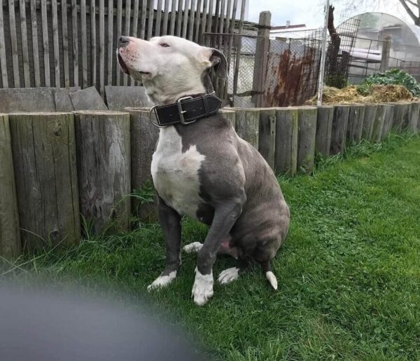 Set obojku a vodítka hnědá & bílá - 16e2dd0aa24dfb39ac5067528