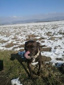 Elli a první kožený obojek pro pitbula - 1a046f644f2ccb7b159313d8d Elli a první kožený obojek pro pitbula - 1a046f644f2ccb7b159313d8d