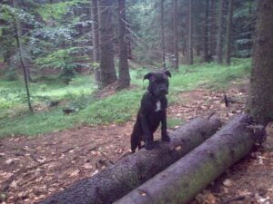 Elli a první kožený obojek pro pitbula - 2fb5e36ee94e8054fbcbf522c Elli a první kožený obojek pro pitbula - 2fb5e36ee94e8054fbcbf522c