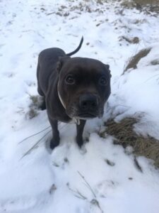 Elli a první kožený obojek pro pitbula - 3511d8e9c02b910aac09a92b2 Elli a první kožený obojek pro pitbula - 3511d8e9c02b910aac09a92b2