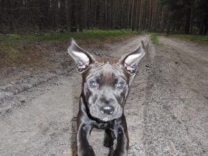 Elli a první kožený obojek pro pitbula - 3f3902ea4dd5e4b04c8ece8db Elli a první kožený obojek pro pitbula - 3f3902ea4dd5e4b04c8ece8db