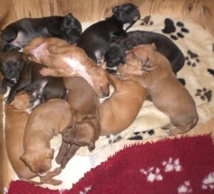 Elli a první kožený obojek pro pitbula - 48f54dcb170a542aa8a7cd275 Elli a první kožený obojek pro pitbula - 48f54dcb170a542aa8a7cd275