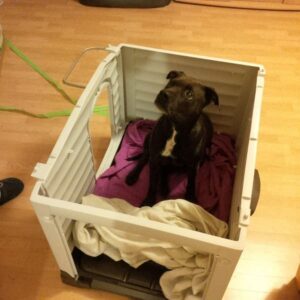 Elli a první kožený obojek pro pitbula - 558a8cd21d70fff3a87059d5b Elli a první kožený obojek pro pitbula - 558a8cd21d70fff3a87059d5b