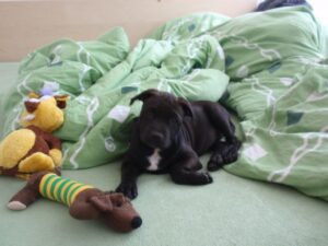 Elli a první kožený obojek pro pitbula - 674da68295af99301b1b279e4 Elli a první kožený obojek pro pitbula - 674da68295af99301b1b279e4