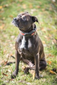 Elli a první kožený obojek pro pitbula - 71af937af13c2dbbb527e17e2 Elli a první kožený obojek pro pitbula - 71af937af13c2dbbb527e17e2