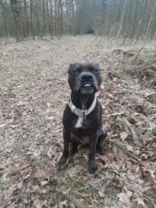 Elli a první kožený obojek pro pitbula - 874de675078cb99fa3b74aaed Elli a první kožený obojek pro pitbula - 874de675078cb99fa3b74aaed