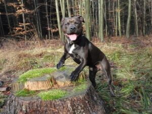 Elli a první kožený obojek pro pitbula - 8cf458d7fe72f1c7d49205904 Elli a první kožený obojek pro pitbula - 8cf458d7fe72f1c7d49205904