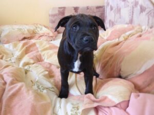 Elli a první kožený obojek pro pitbula - 9ad313e68a27f582aece0d21b Elli a první kožený obojek pro pitbula - 9ad313e68a27f582aece0d21b