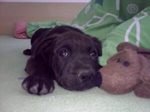 Elli a první kožený obojek pro pitbula - a44e4adc30916eb230f9c0d71 Elli a první kožený obojek pro pitbula - a44e4adc30916eb230f9c0d71