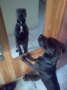 Elli a první kožený obojek pro pitbula - a486daa4c94004ed59655d808 Elli a první kožený obojek pro pitbula - a486daa4c94004ed59655d808