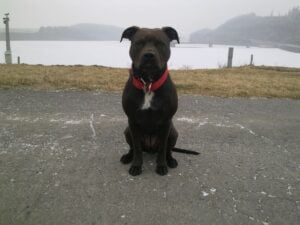 Elli a první kožený obojek pro pitbula - c9315feb2047eed5e540a9ad4 Elli a první kožený obojek pro pitbula - c9315feb2047eed5e540a9ad4