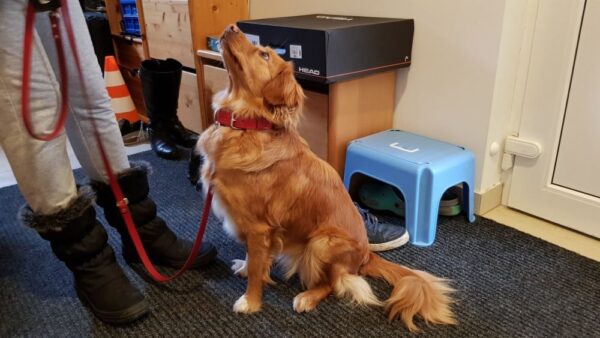 Kožený obojek a kožené vodítko v odstínu bordó - d19b0d43deba1cfbf010e7f3a