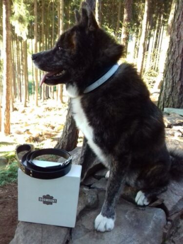 Kožený obojek s vodítkem v černobílém provedení photo review