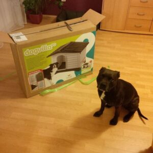 Elli a první kožený obojek pro pitbula - df7f1b6440a60626c4af2cd46 Elli a první kožený obojek pro pitbula - df7f1b6440a60626c4af2cd46